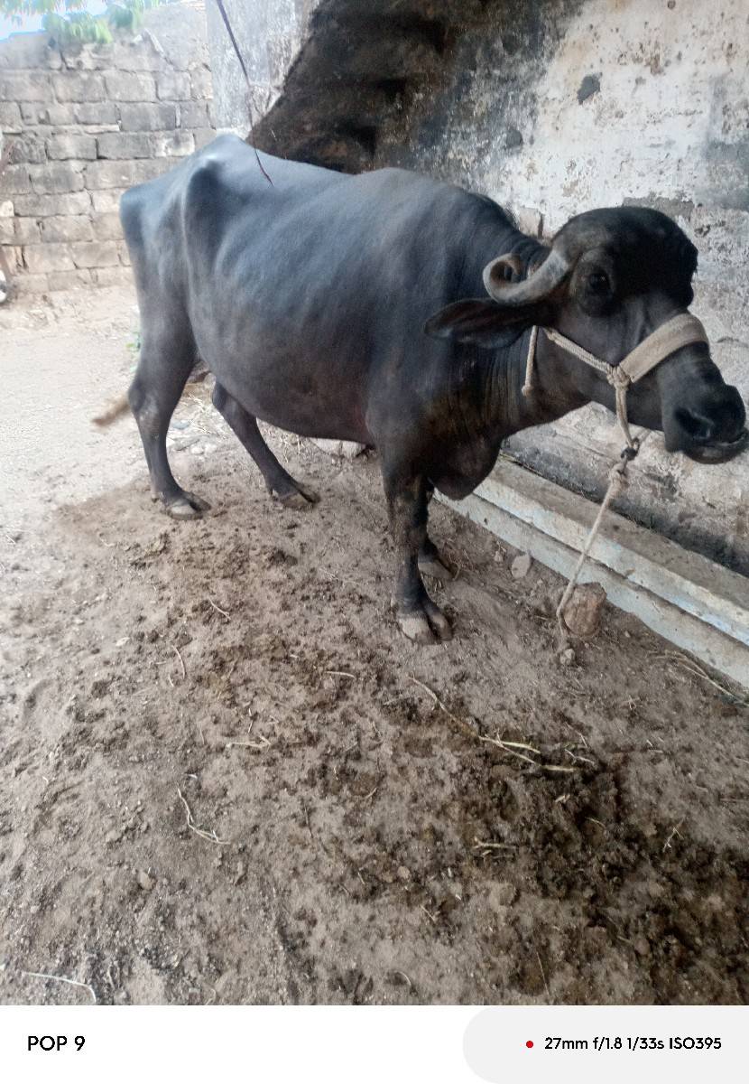 ભેંસ વેચવાની છે