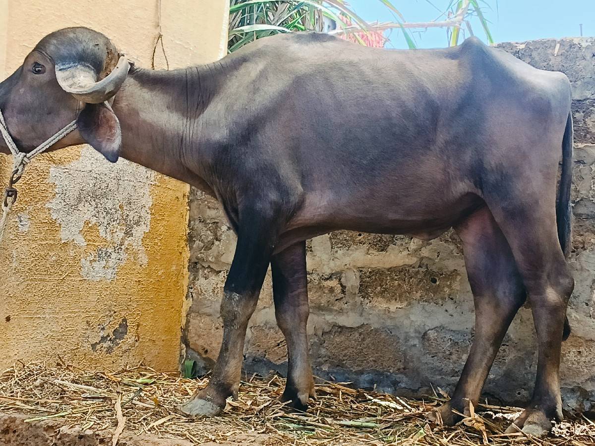 ખલેલી વેચવાની છે