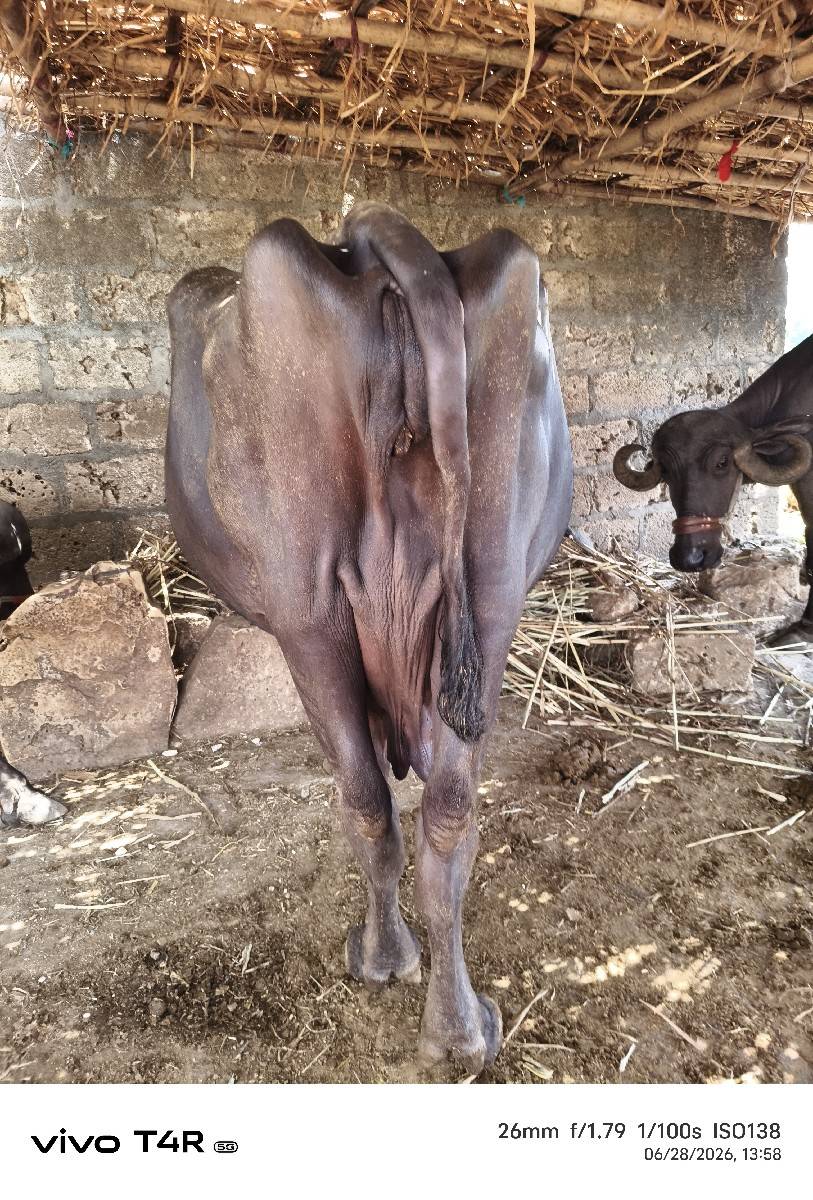 ભેંસ વેચવાની સે 8 લિટર દૂધ