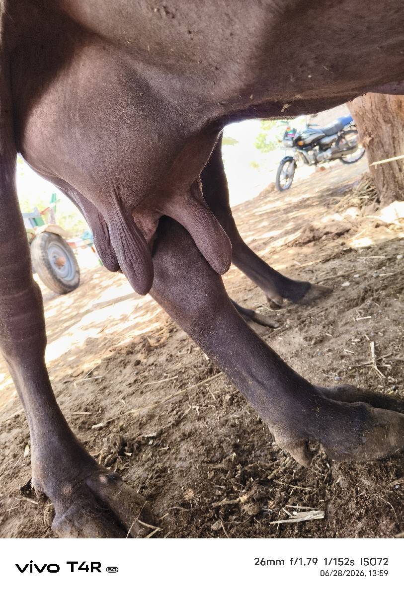 ભેંસ વેચવાની સે 8 લિટર દૂધ