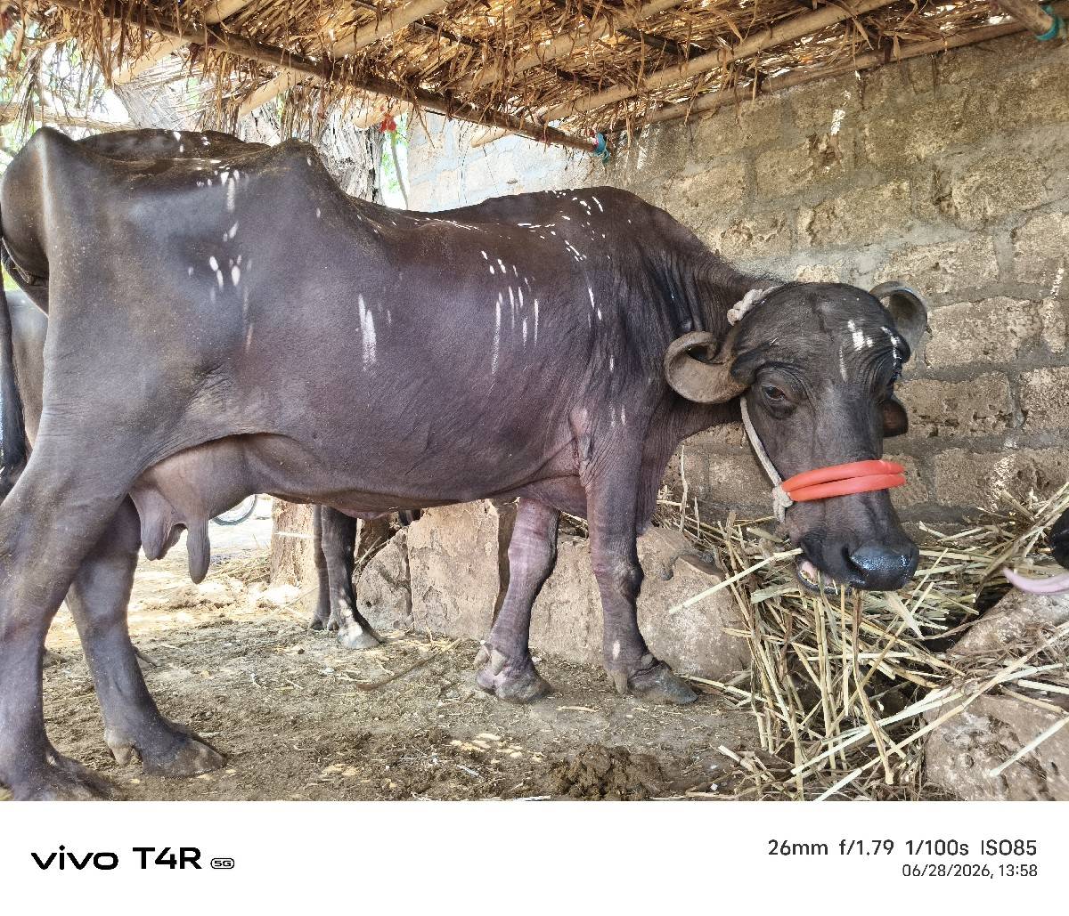 ભેંસ વેચવાની સે 8 લિટર દૂધ