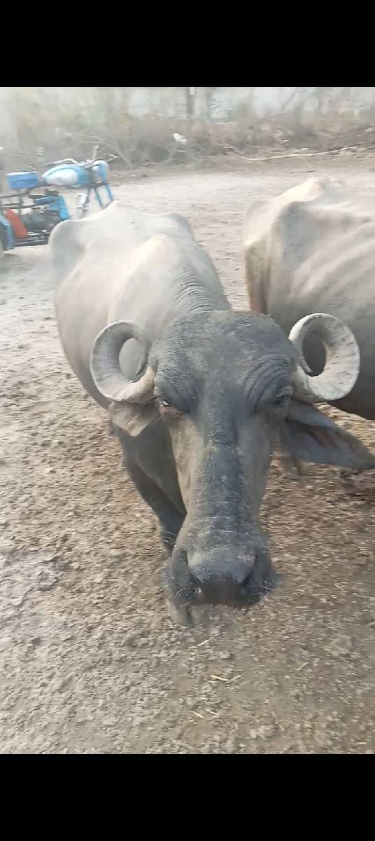 1 મયનાની કાસી સાવ સોજી 3 વેતર