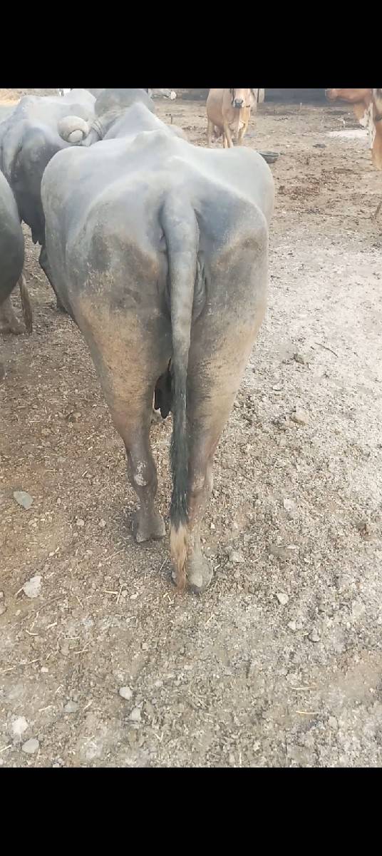 1 મયનાની કાસી સાવ સોજી 3 વેતર