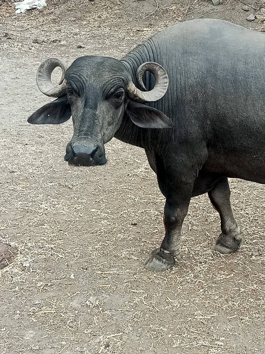 1 મયનાની કાસી સાવ સોજી 3 વેતર