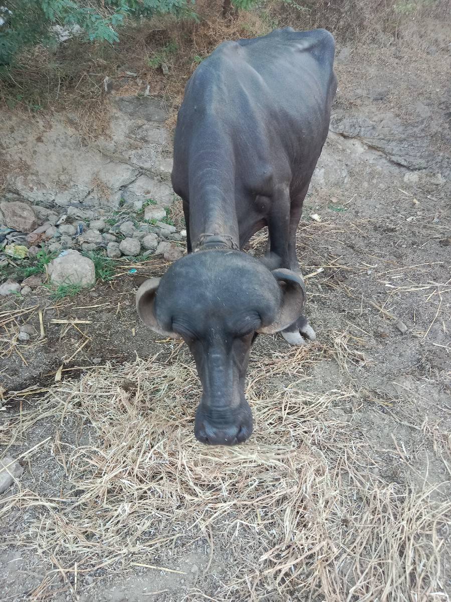 ખડેલી વેચવાની છે