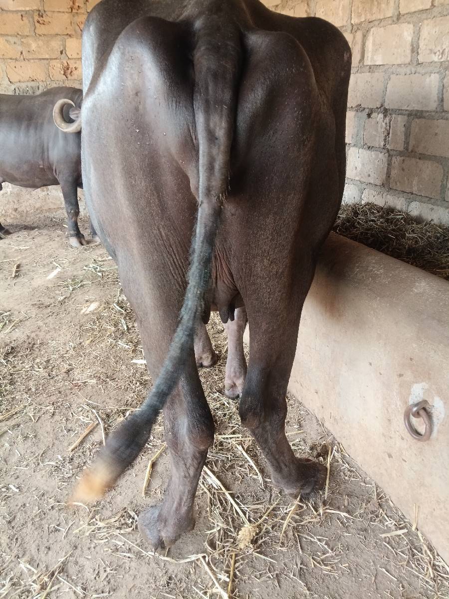 ખડેલી વેચવાની છે