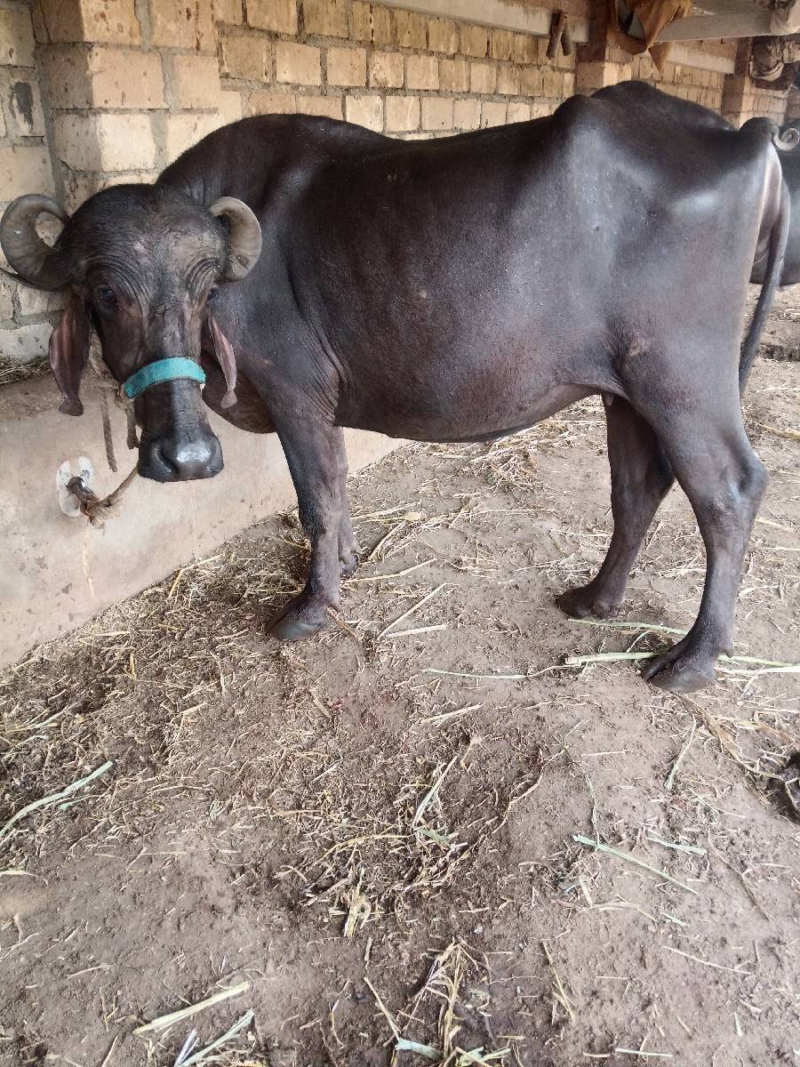 ખડેલી વેચવાની છે