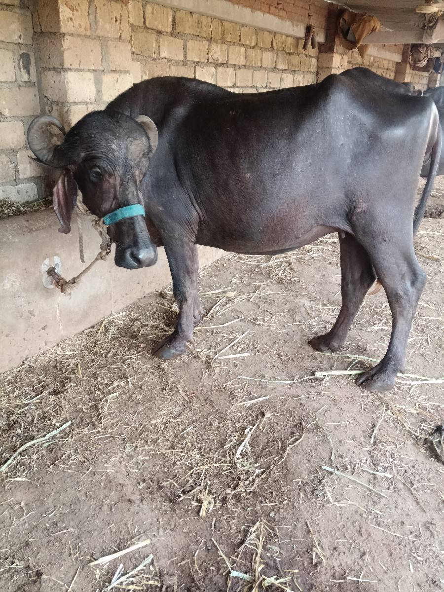 ખડેલી વેચવાની છે