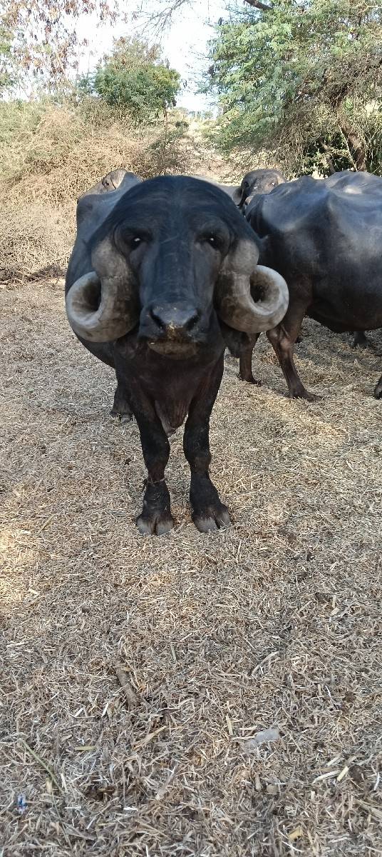 પાડો