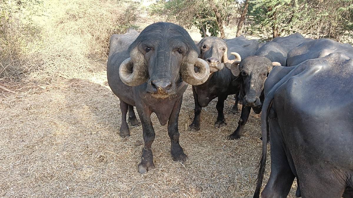 પાડો