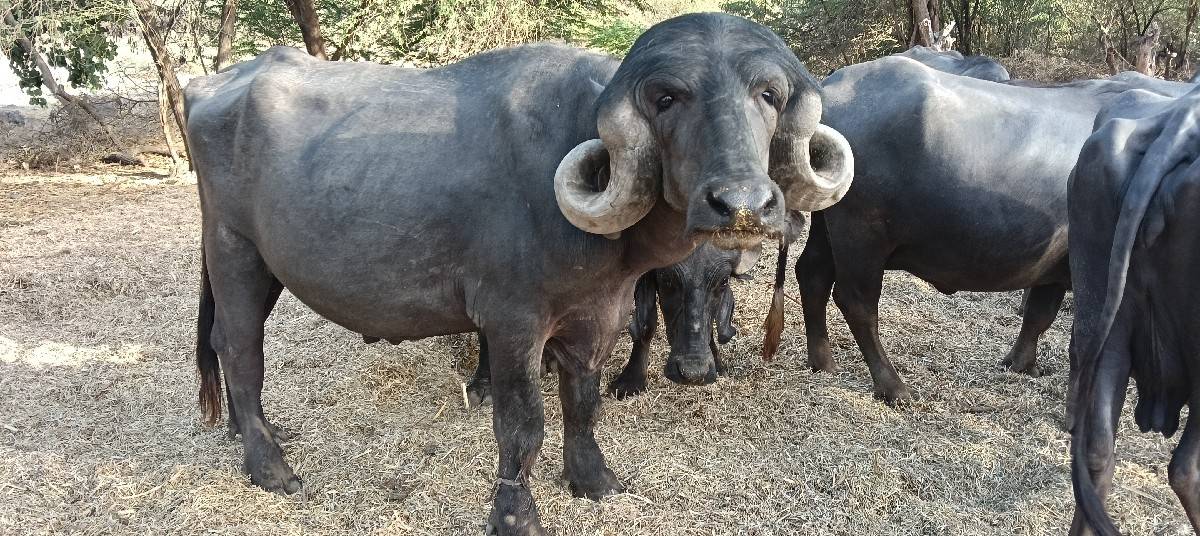 પાડો