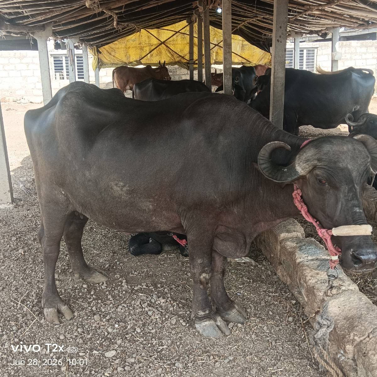પેલું વેતર