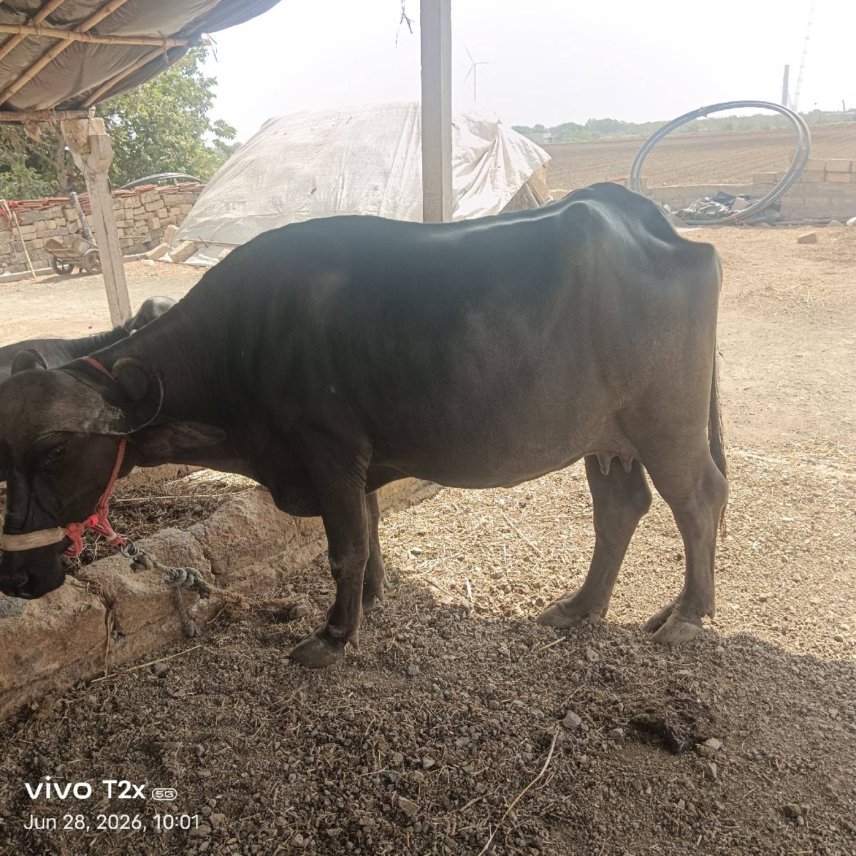 પેલું વેતર