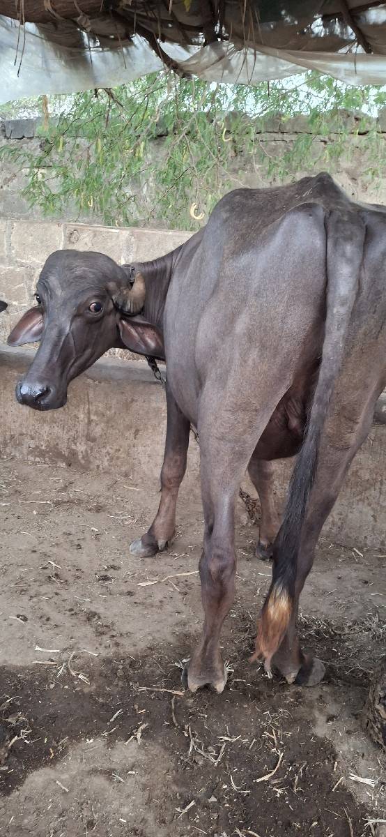 ખાડેલી વેસવાની છે