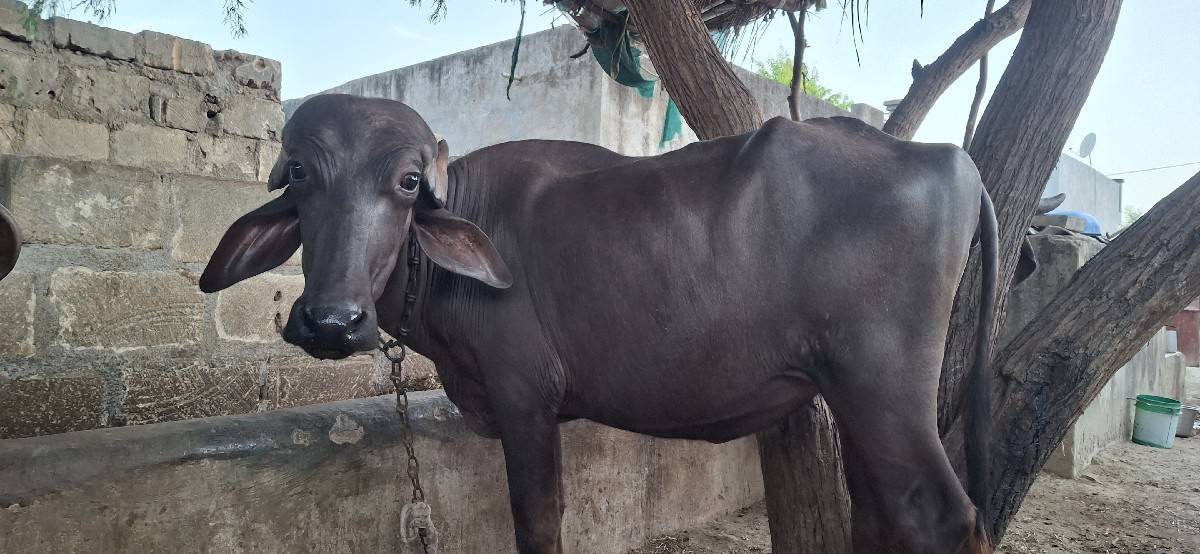 ખાડેલી વેસવાની છે
