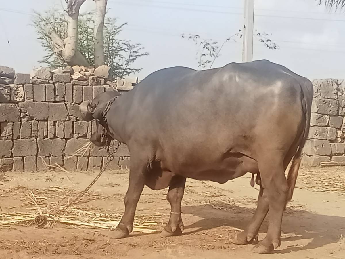 ભેંસ વેચવાની છે