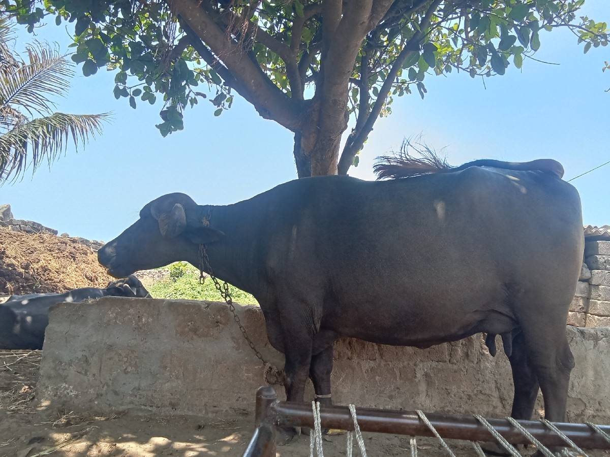 ભેંસ વેચવાની છે
