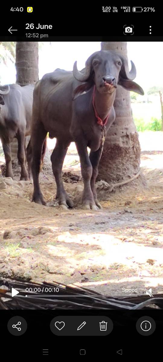 pado