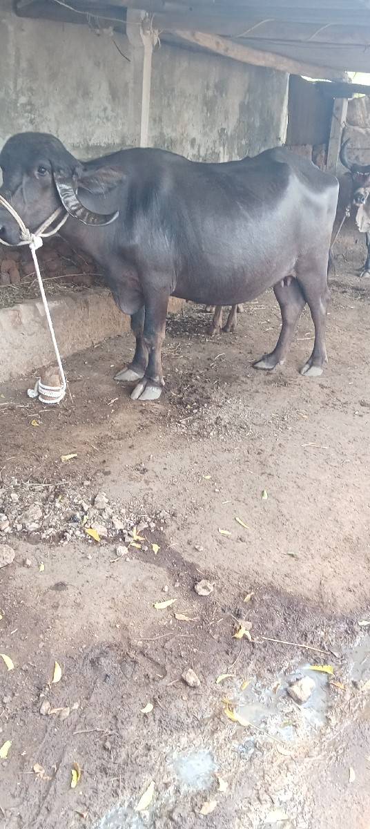 વેચવાની છે