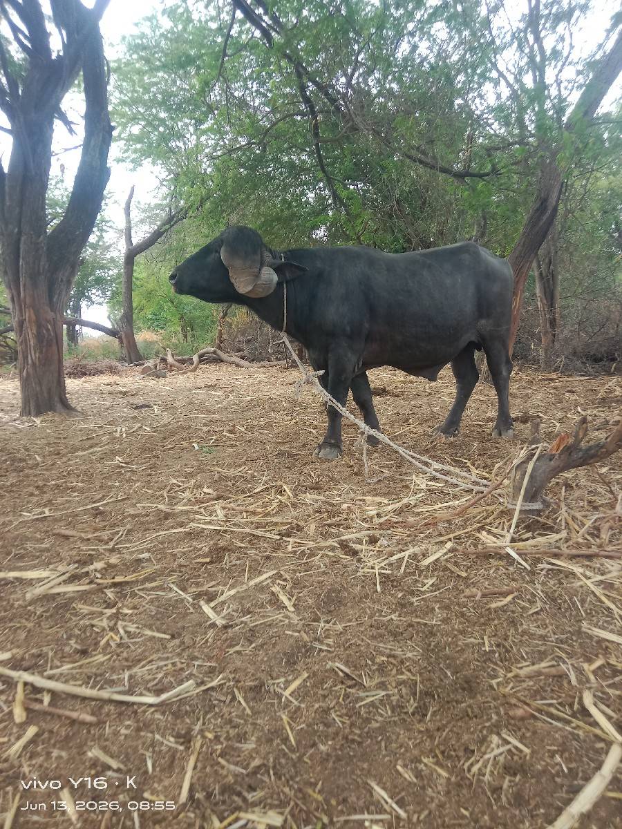 પાડો વેચવાનો છે