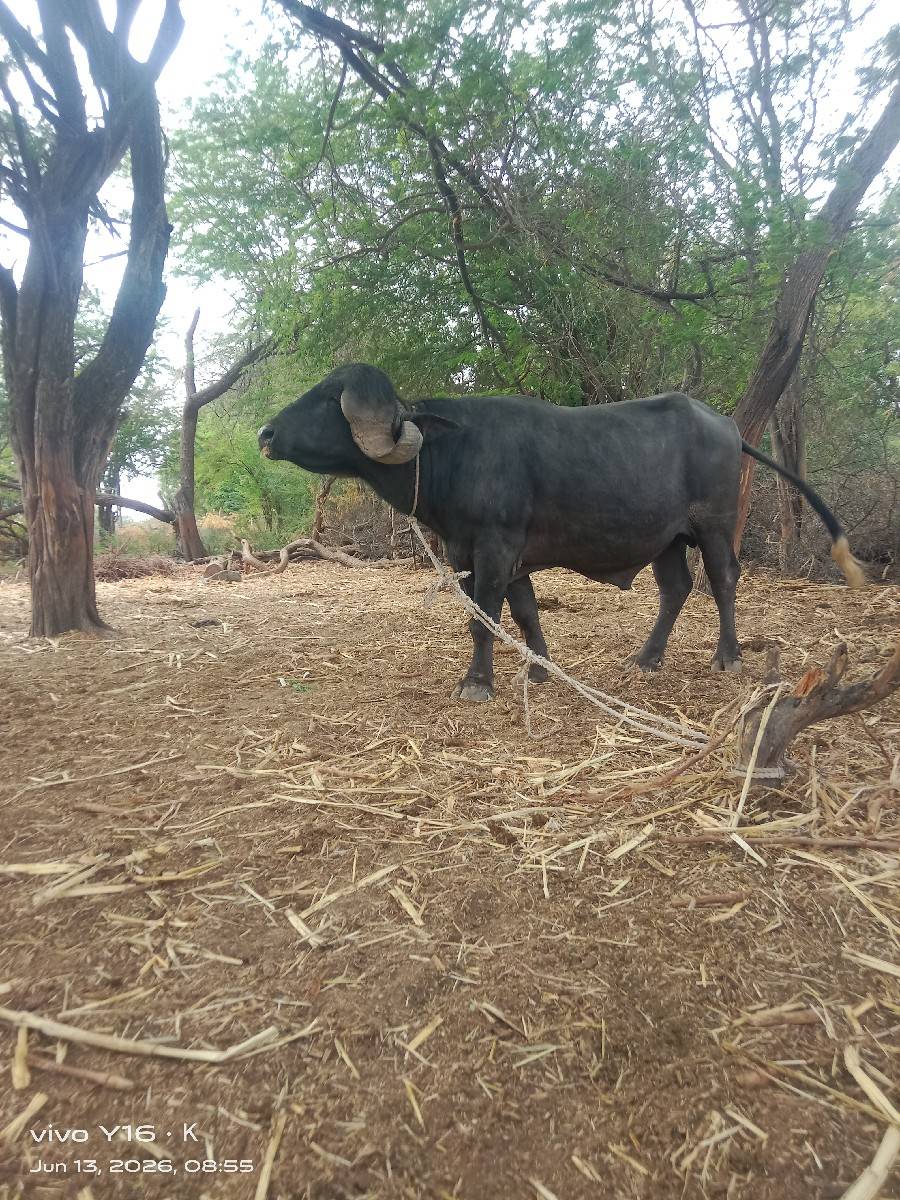 પાડો વેચવાનો છે