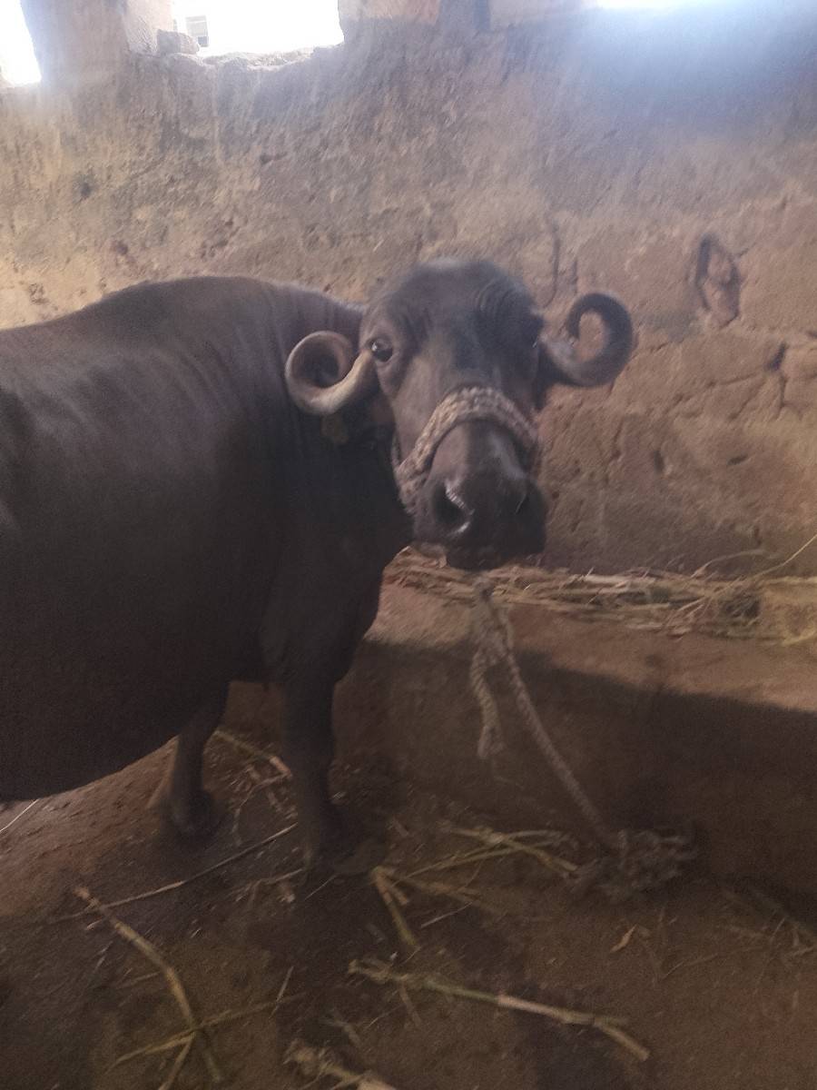 ભેંસ વેચવાની છે