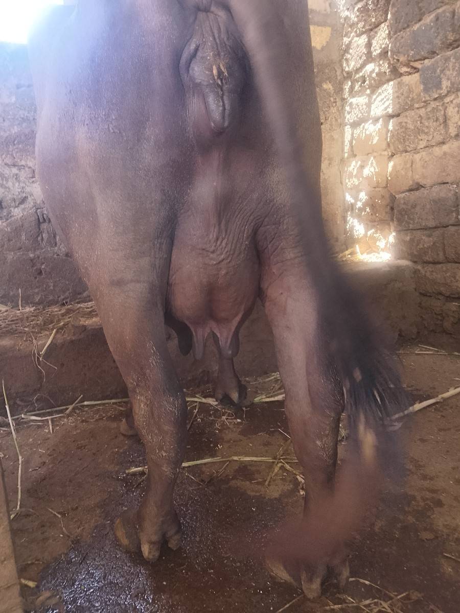 ભેંસ વેચવાની છે
