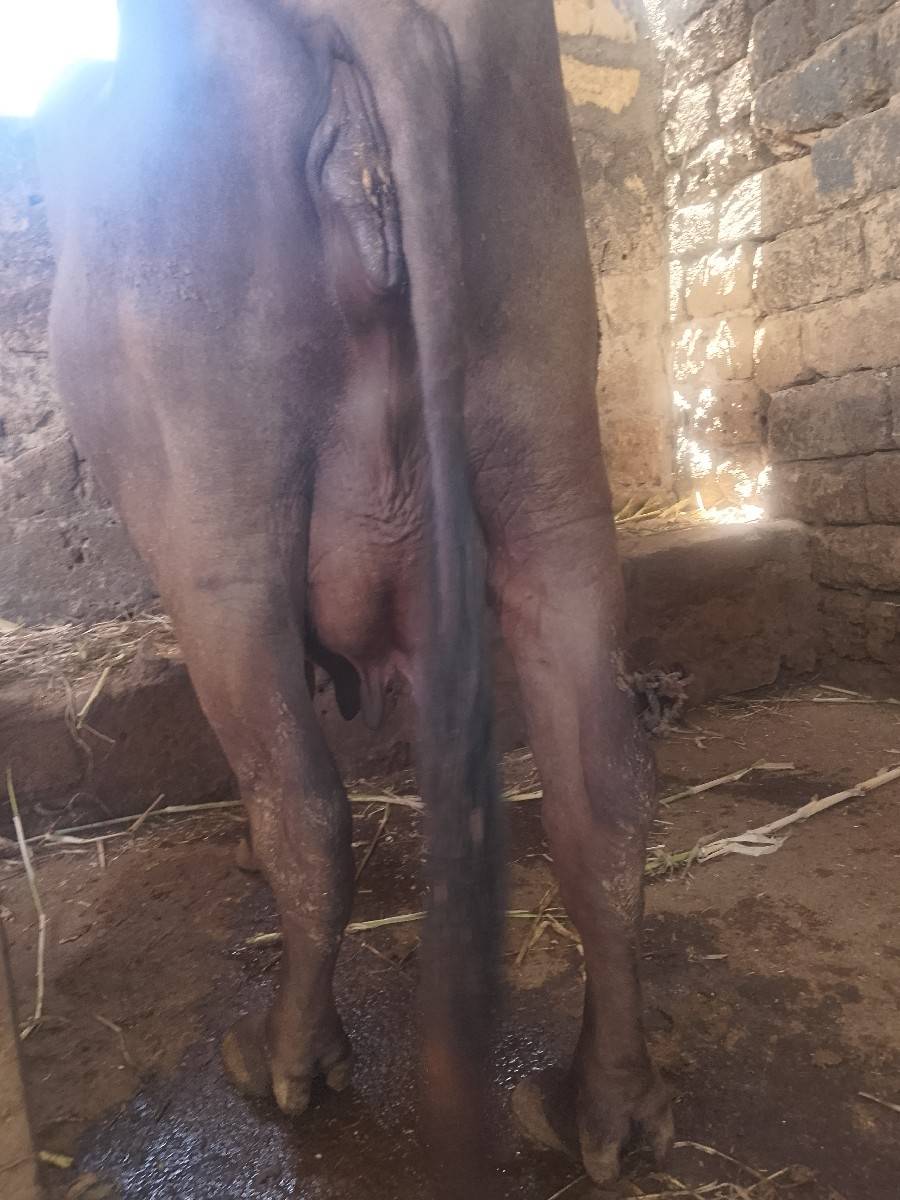 ભેંસ વેચવાની છે