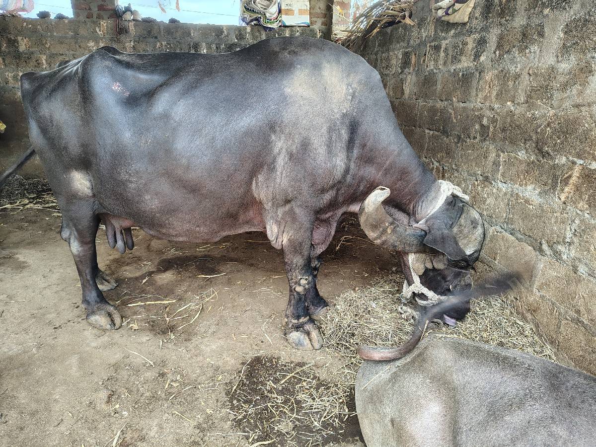 ભેંસ