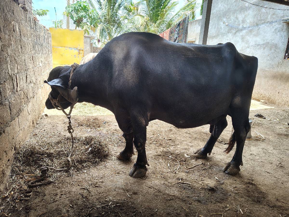 ભેંસ