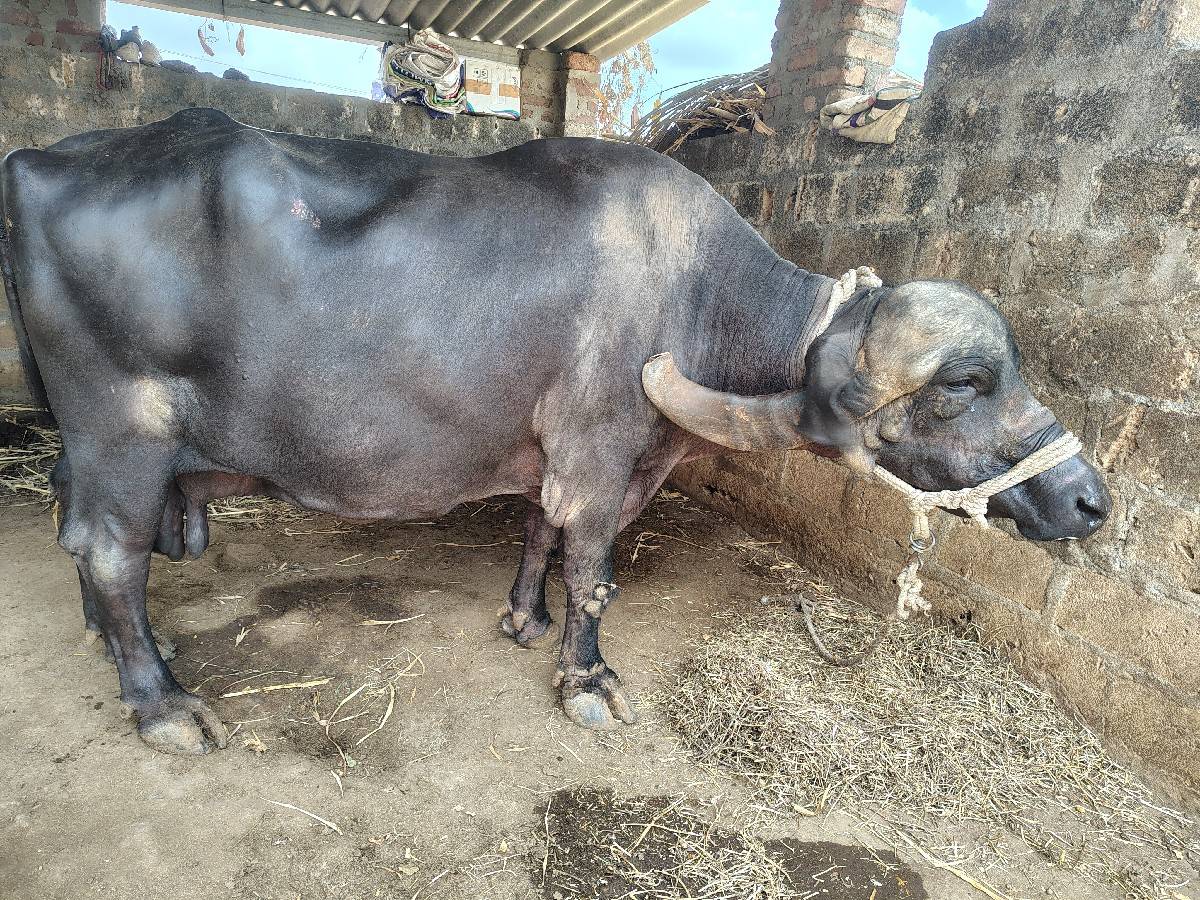 ભેંસ