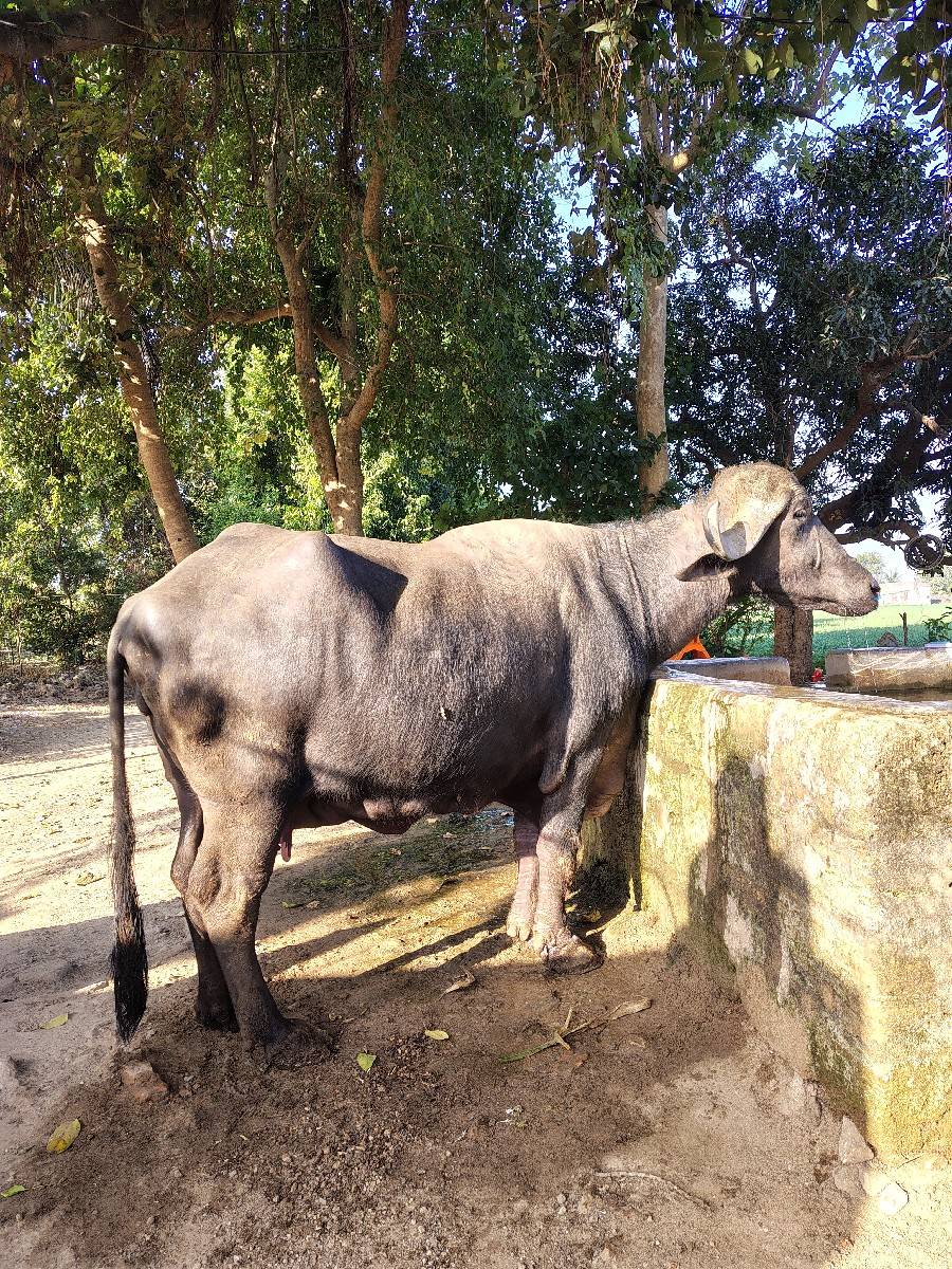 જાફરબાદી ભેંસ