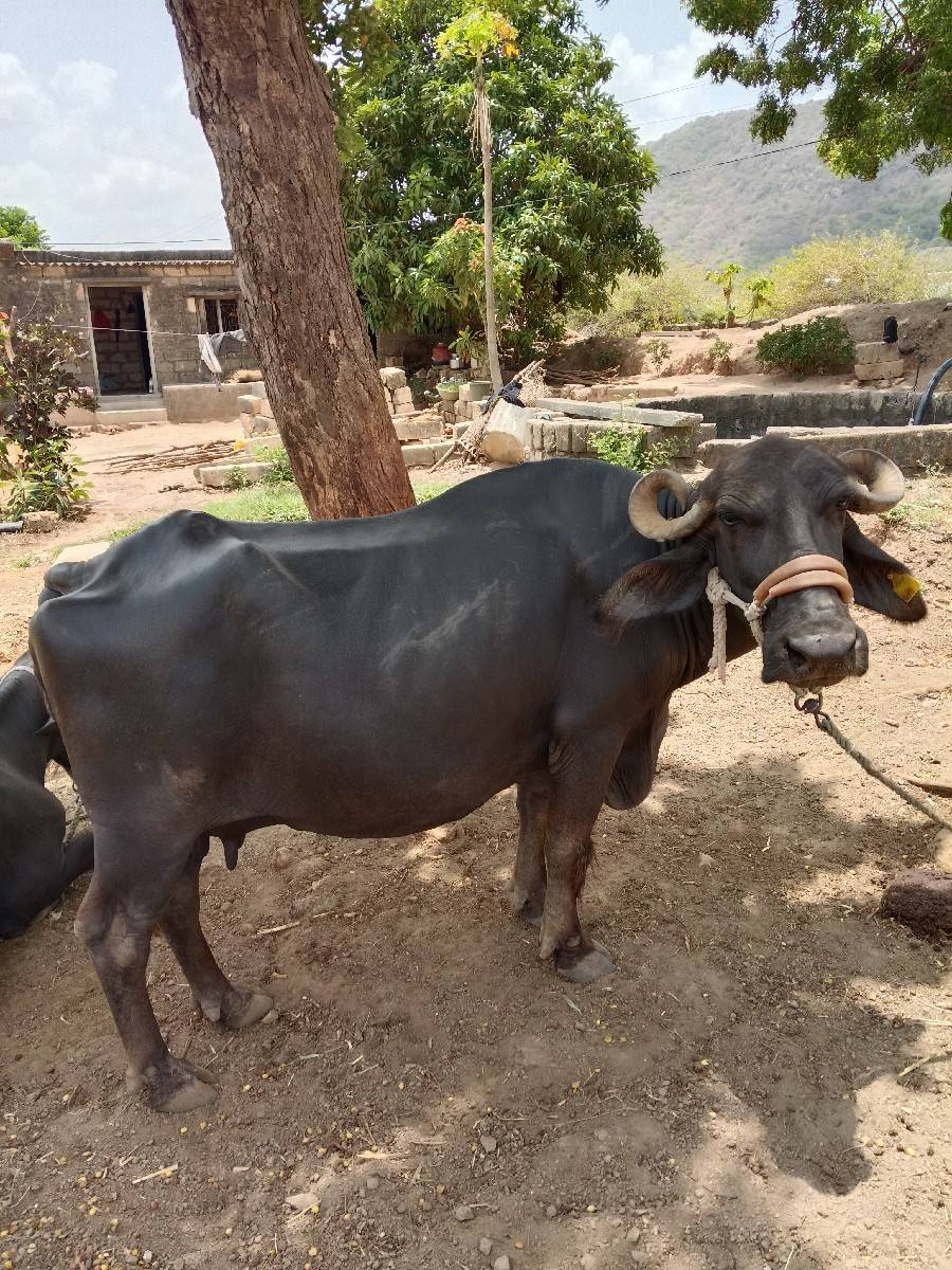 વેચવાની છે