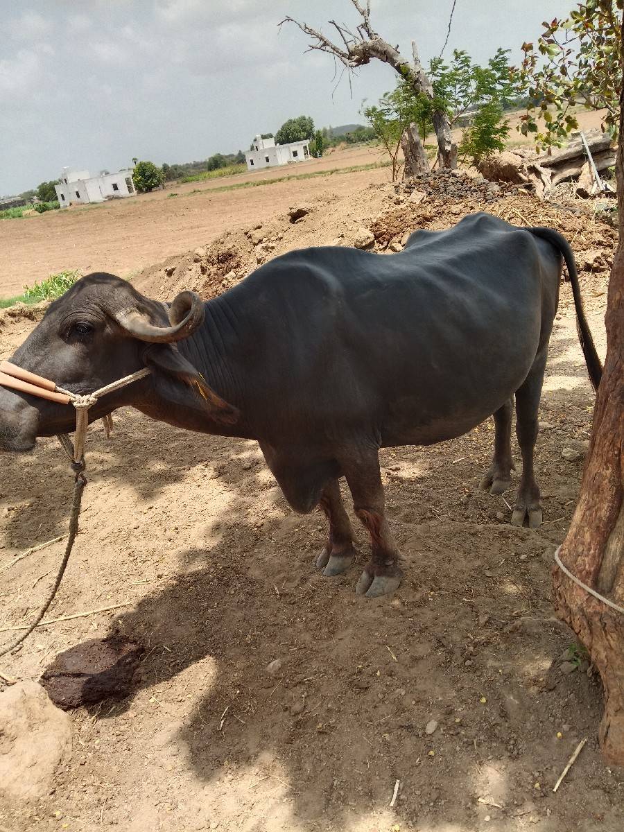 વેચવાની છે