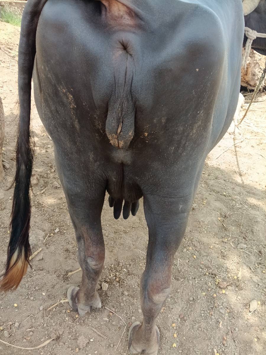 વેચવાની છે