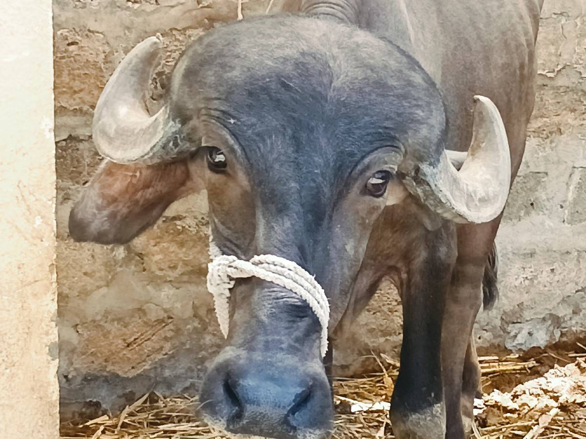 ખડેલી વેચવાની છે