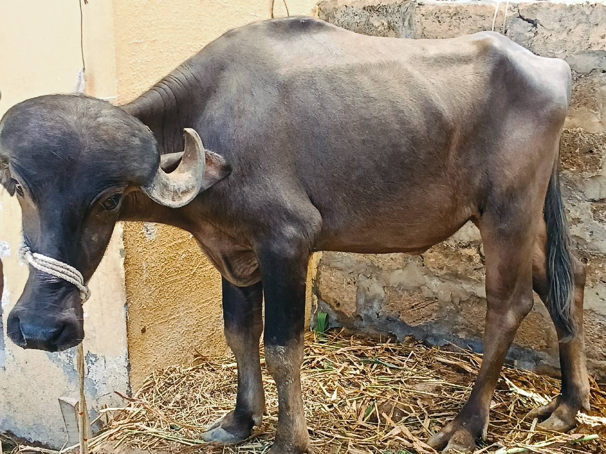 ખડેલી વેચવાની છે
