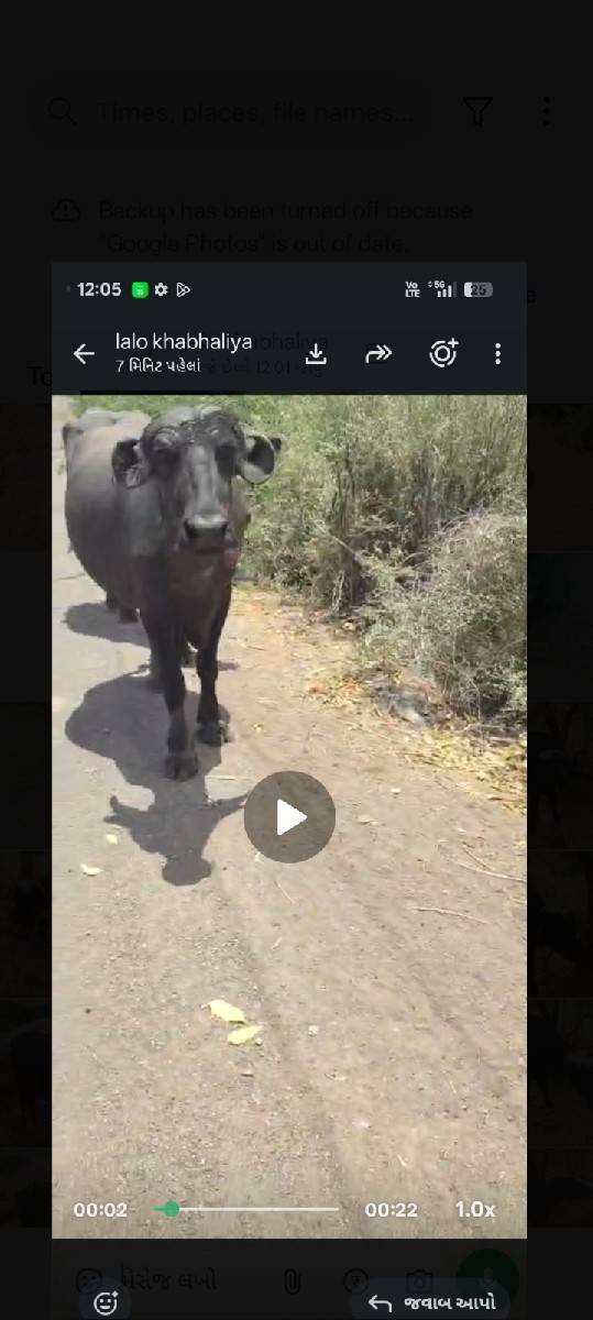 પેલું વેતર