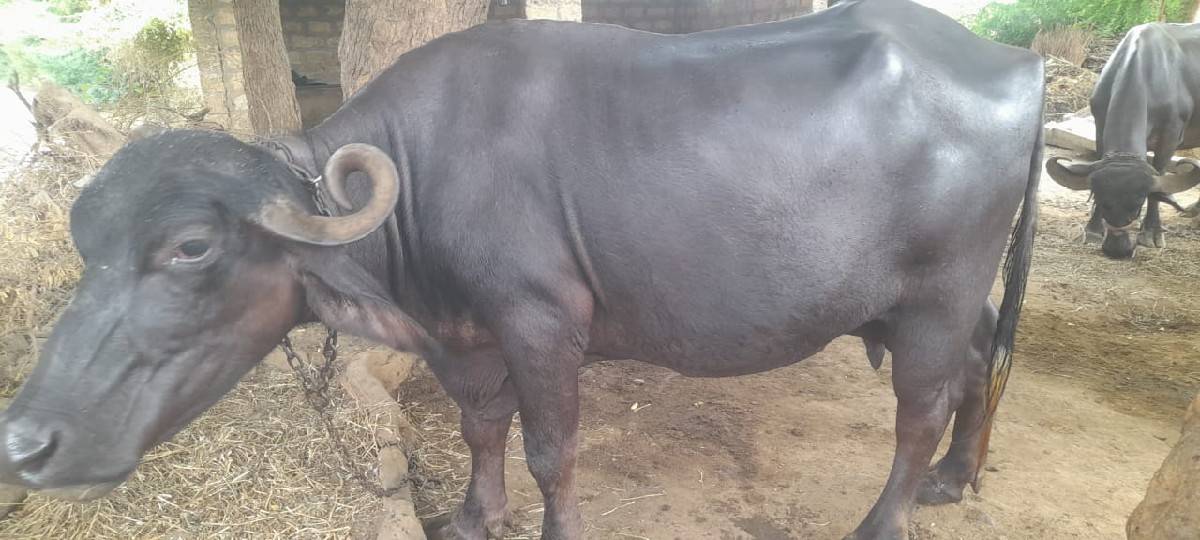 ભેંસ વેચવાની છે