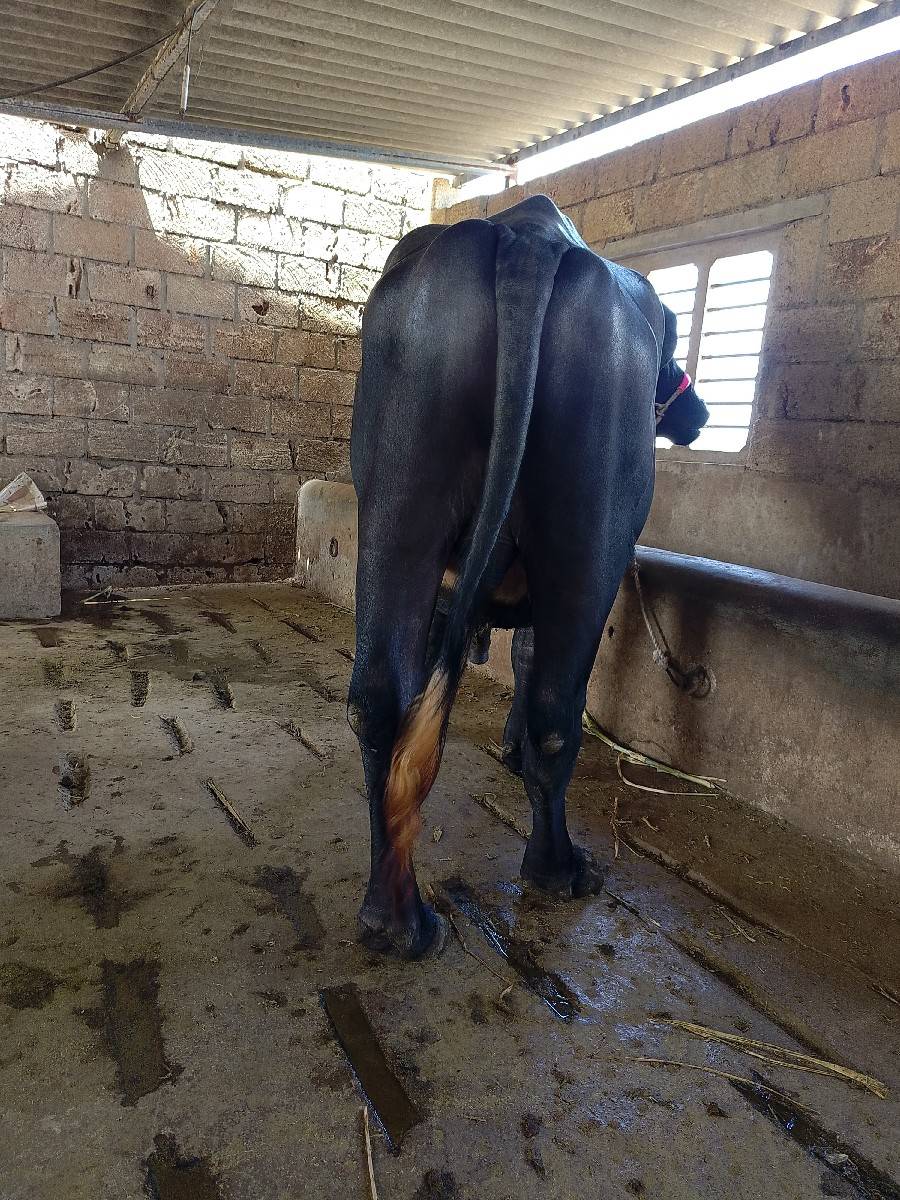 pado vechvano che
