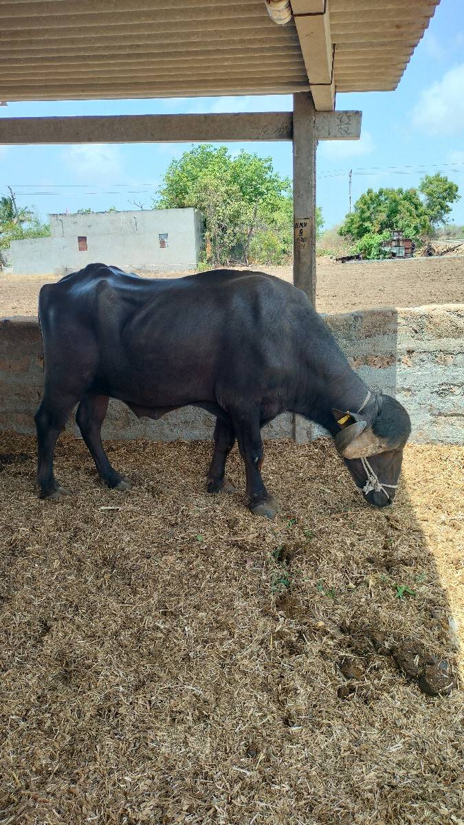 વેચવાના સે