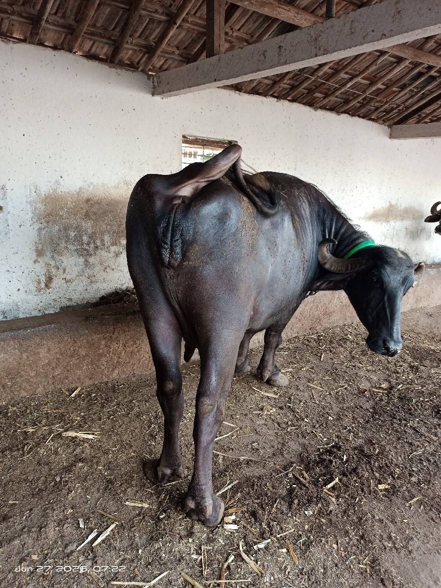 વેચવાની છે.