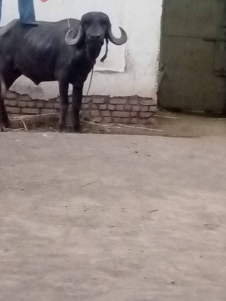 ખડાય ગાભન છે