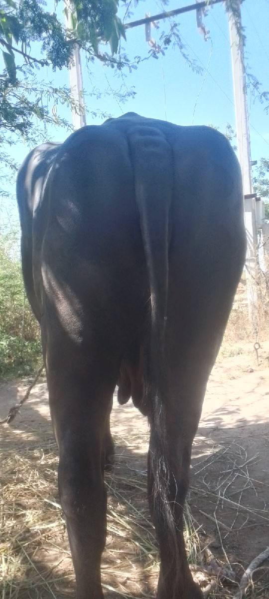 ભેંસ વેચવાની છે