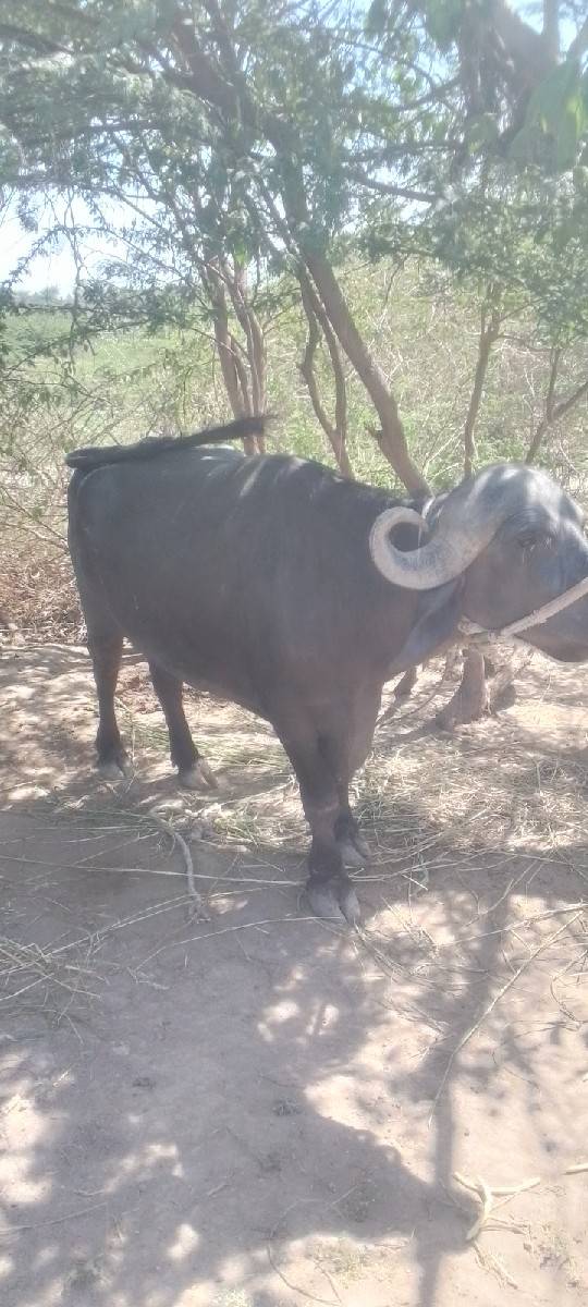 ભેંસ વેચવાની છે