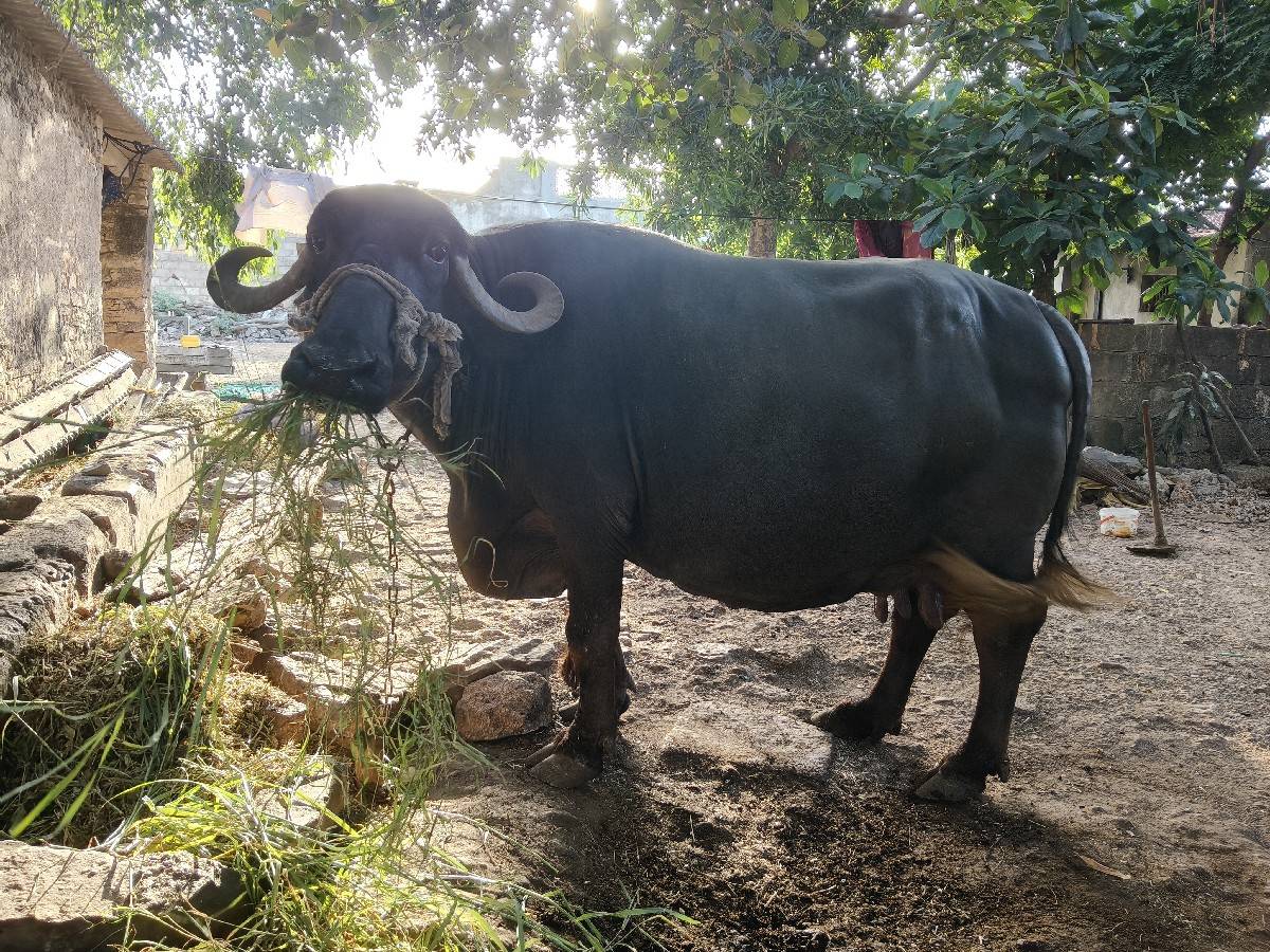 ભેંસ