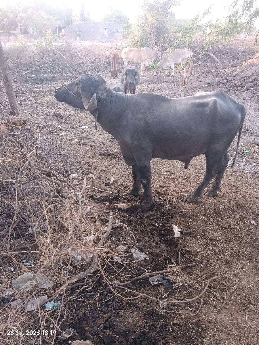 પાડો વેચવાનો છે