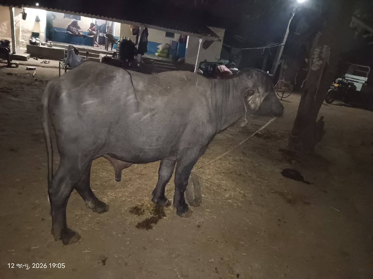 પાડો વેચવાનો છે