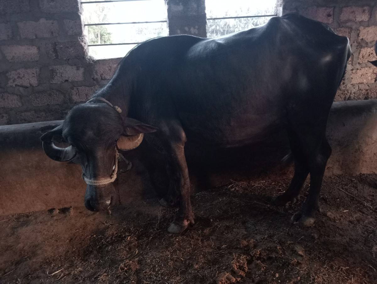 બારડ  રણજીતભાઈ