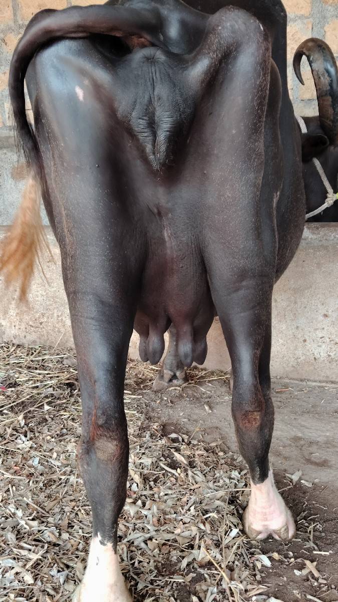 ભેંસ વેચવાની છે